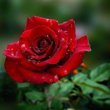 Схема вышивки «Роза»