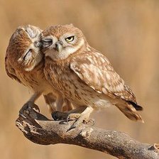 Схема вышивки «совушки»