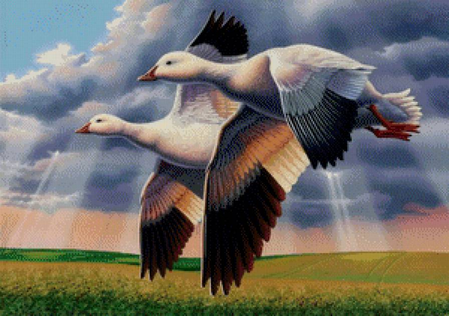 Пара уток - утки - предпросмотр