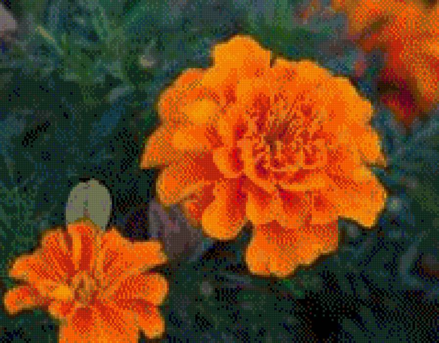 чорнобривці - квіти - предпросмотр