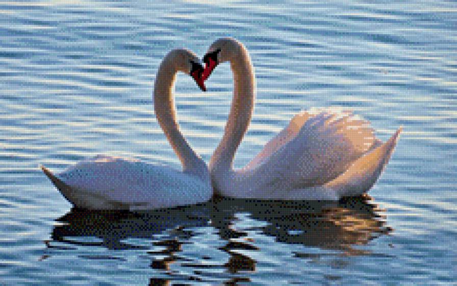 лебединая пара - лебеди - предпросмотр