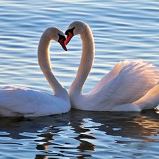 лебединая пара