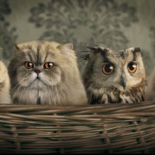 Схема вышивки «№548999»