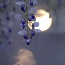 Схема вышивки «Луна и цветы»