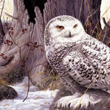 полярная сова