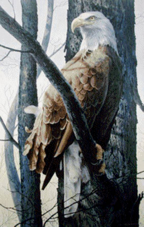 орел - природа, деревья, птицы, орел - предпросмотр