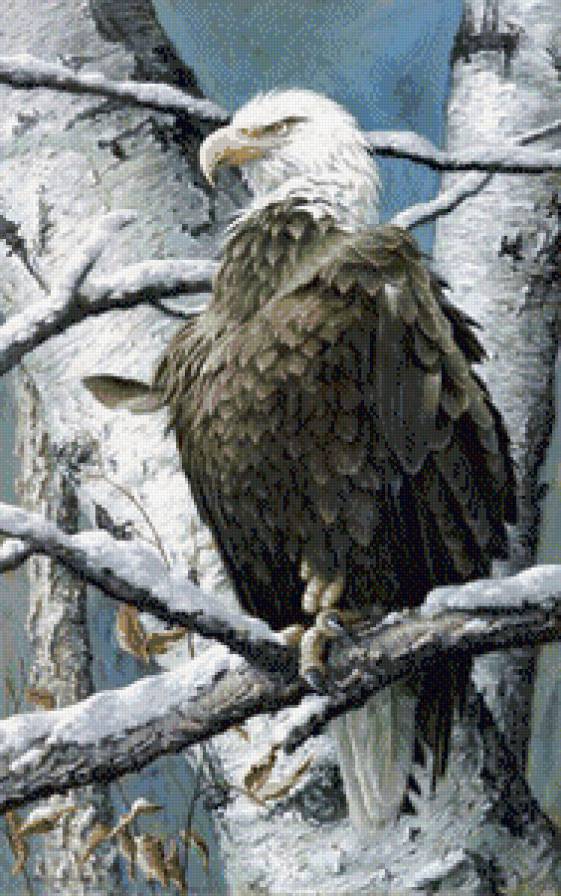 орел - орел, птицы, природа, деревья - предпросмотр