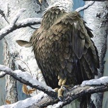 Схема вышивки «орел»