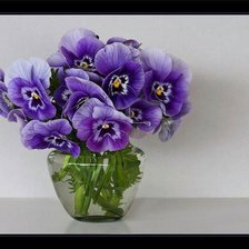 Анютины глазки