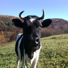 Схема вышивки «Корова Марта»