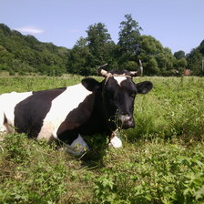 Схема вышивки «Корова Марта»