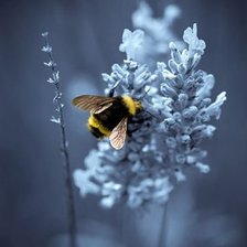 Схема вышивки «№550414»