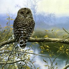 Схема вышивки «Сова»