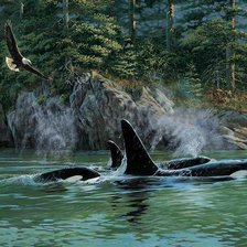 Схема вышивки «Касатки»