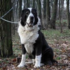 Схема вышивки «Алабай»