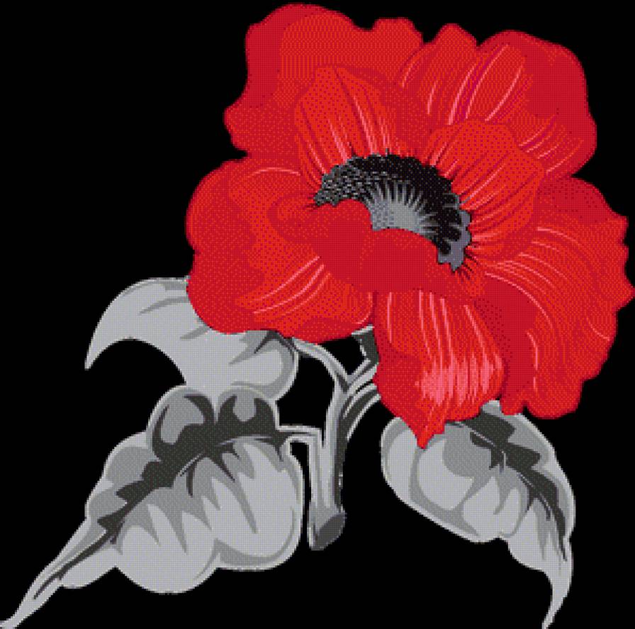 Мак на черном - цветы, мак - предпросмотр