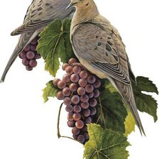 Схема вышивки «голуби»