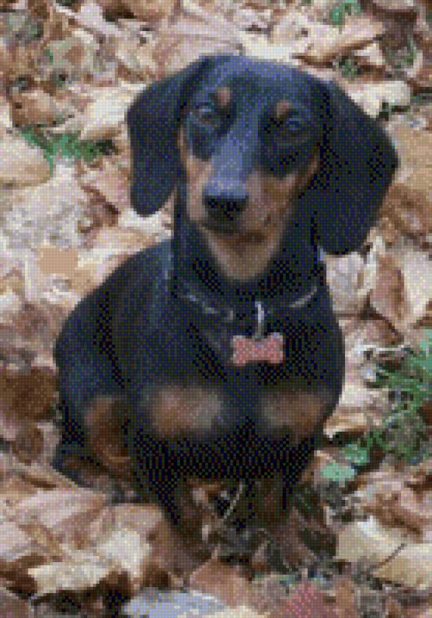 моя Таксячка - соба, животные, щенок, такса, собаки - предпросмотр