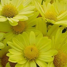 Схема вышивки «Ромашки»