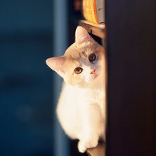 Схема вышивки «Коташка»