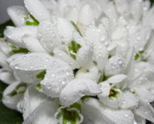 Схема вышивки «цветы»