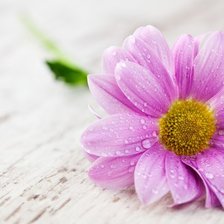 Схема вышивки «цветы»