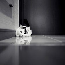 Схема вышивки «кот»