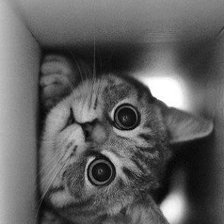 Схема вышивки «№550829»