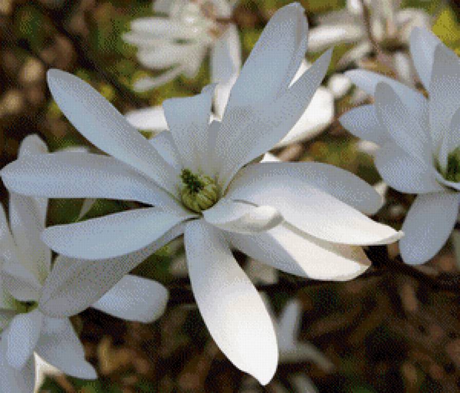 Магнолия - цветы, магнолия - предпросмотр