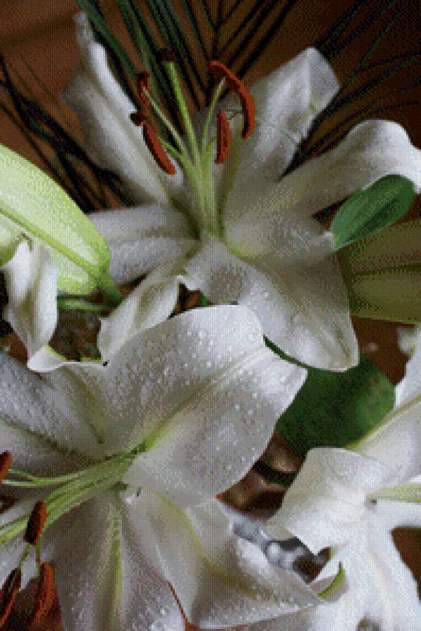 Лилии в росе - лилии, роса, цветы - предпросмотр