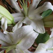 Схема вышивки «Лилии в росе»