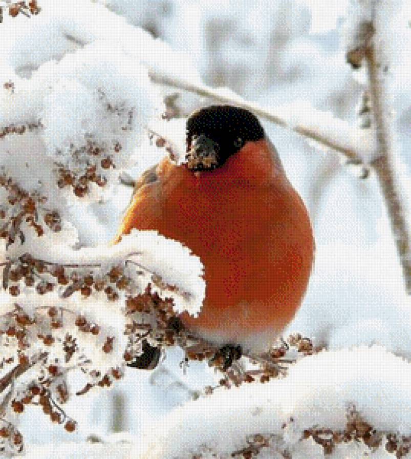 Зимний гость - снегирь, зима, снег, птица - предпросмотр