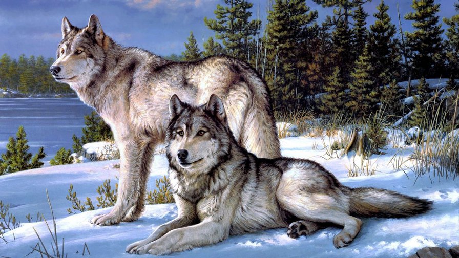 пара волков - лес, волки, снег, зима - оригинал
