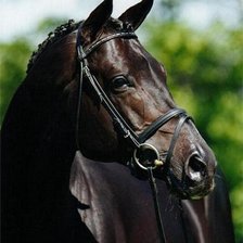 Схема вышивки «Тракен»