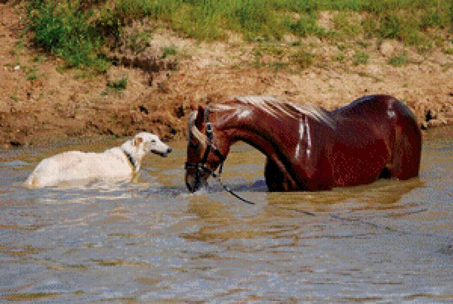 купание красного коня - лошадь - предпросмотр