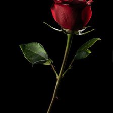 Схема вышивки «роза»