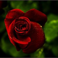 Схема вышивки «роза»