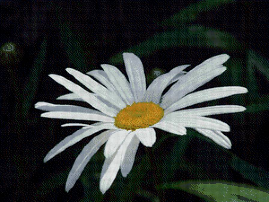 ромашка - предпросмотр