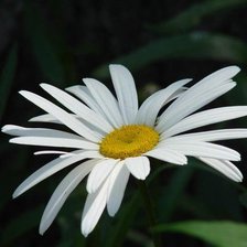 Схема вышивки «ромашка»