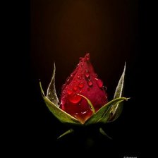 Схема вышивки «роза»