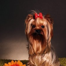 Схема вышивки «щенок»