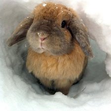 маленький заинька