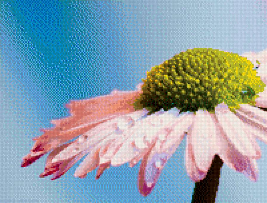 Любит-не любит... - лето, цветы - предпросмотр