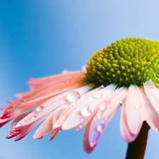 Схема вышивки «Любит-не любит...»