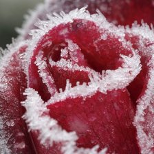 Схема вышивки «Роза и лед»