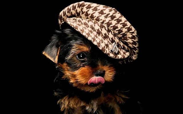 крутизна - собаки, йорк - оригинал