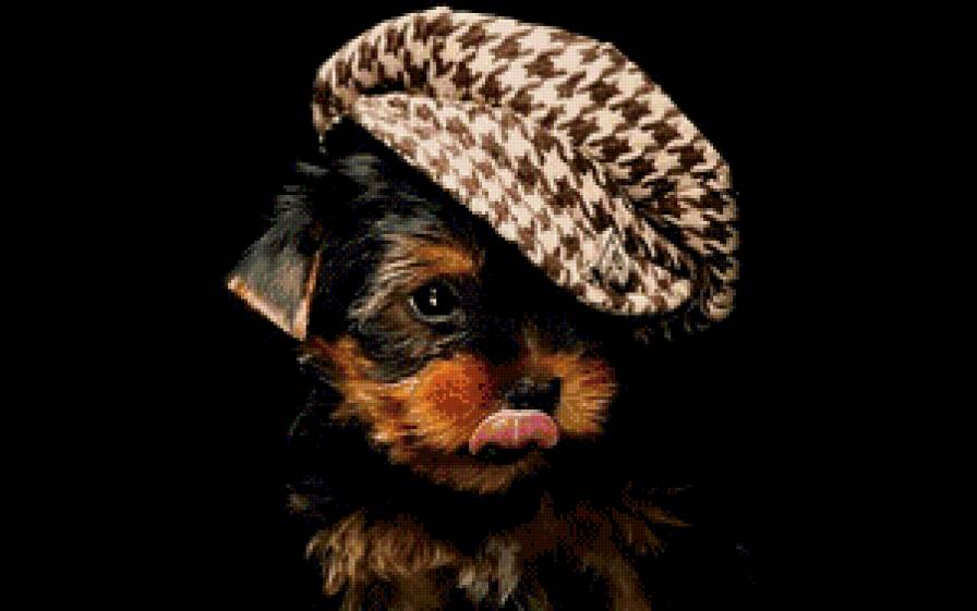 крутизна - собаки, йорк - предпросмотр