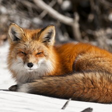 Схема вышивки «Лиса»