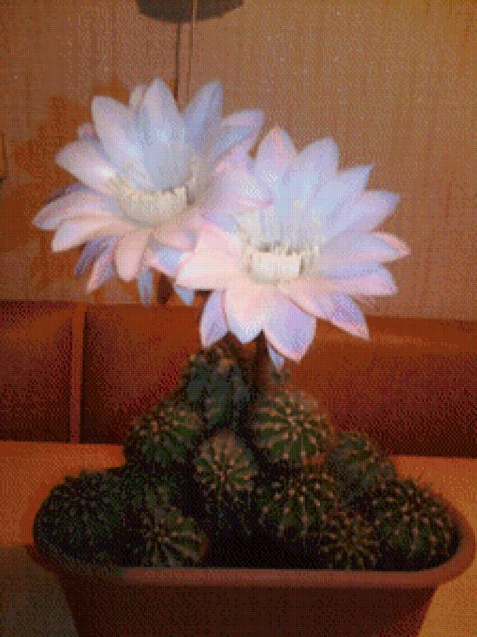 кактус - кактус, цветы - предпросмотр