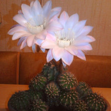 Схема вышивки «кактус»